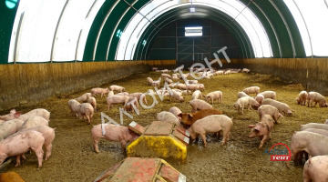 Подготовка помещения для свиней